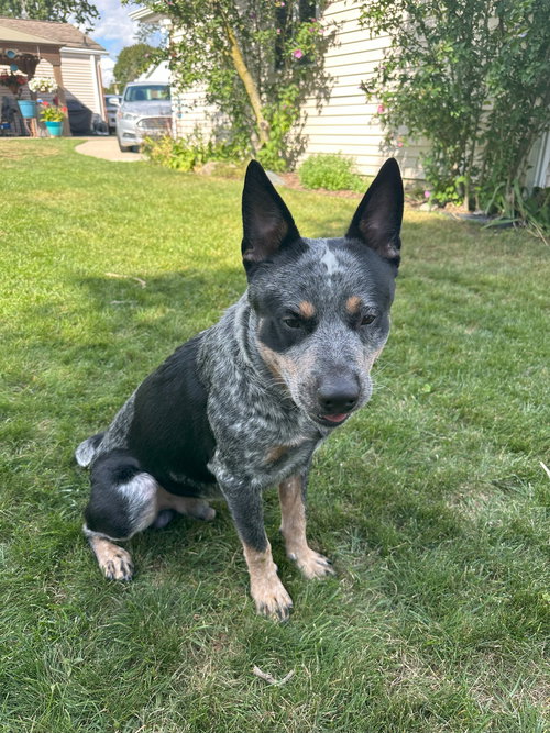 BOOMER - Cattle Dog available for adoption