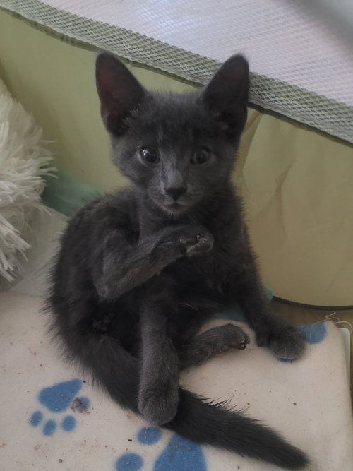 C296 LITTER HELIA (BONDED TO HERCULES) - Domestic Short Hair available for adoption