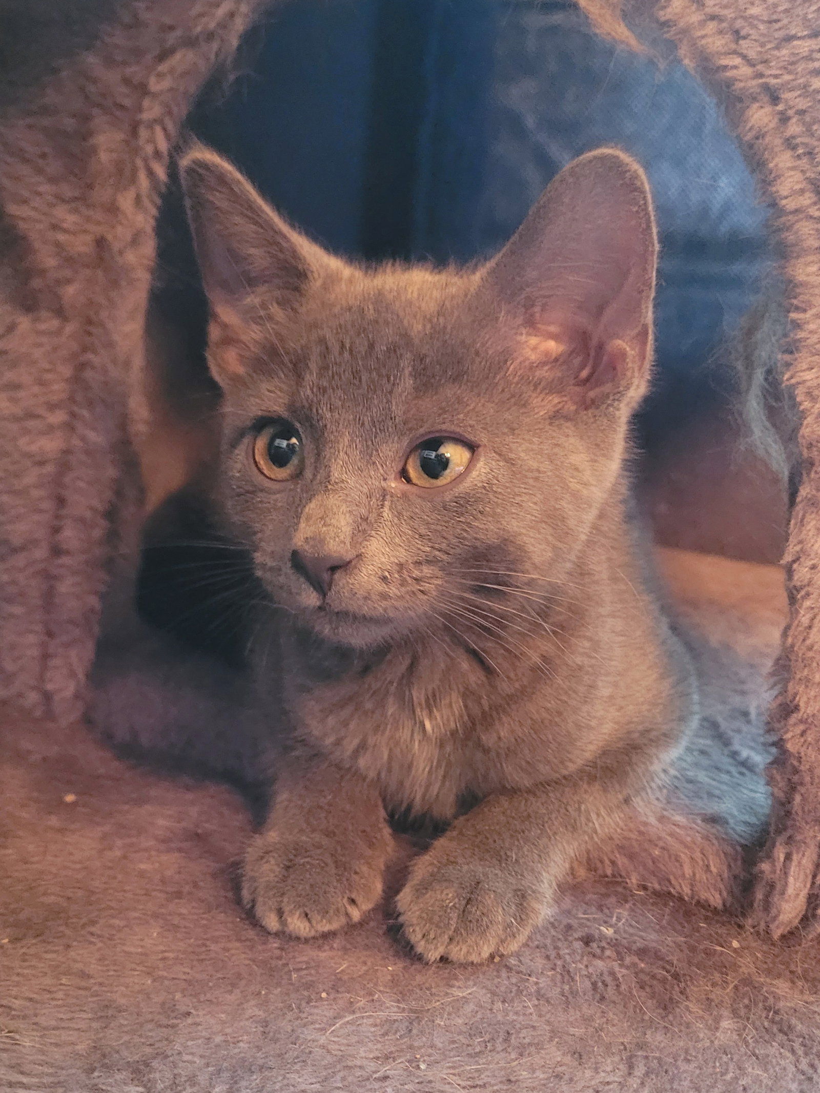 C296 Litter Helia (bonded to Hercules) Image