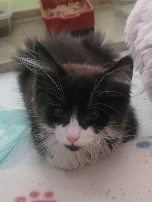 C296 LITTER HERCULES (BONDED TO HELIA) - Domestic Long Hair available for adoption