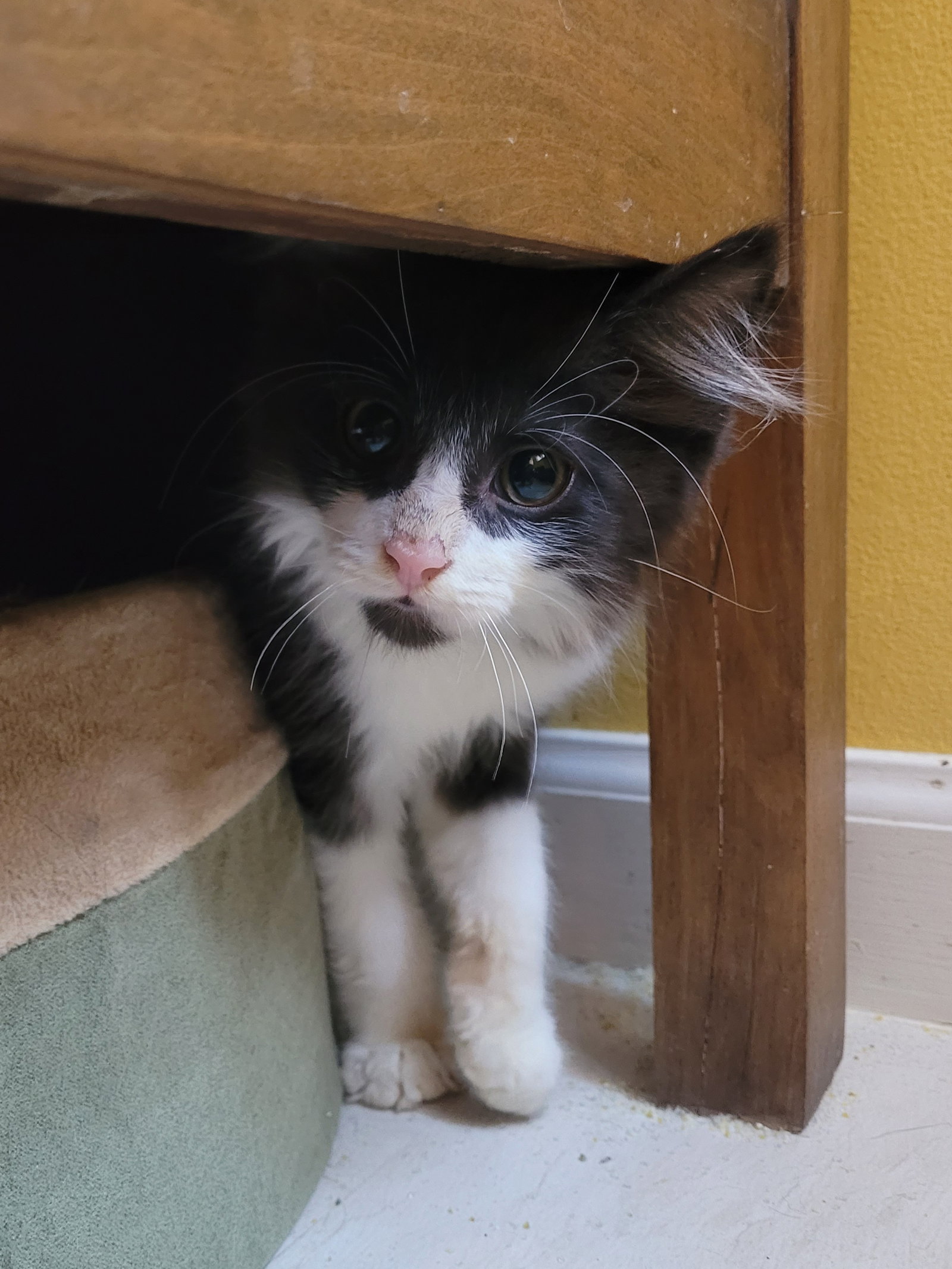 C296 Litter Hercules (bonded to Helia) Image