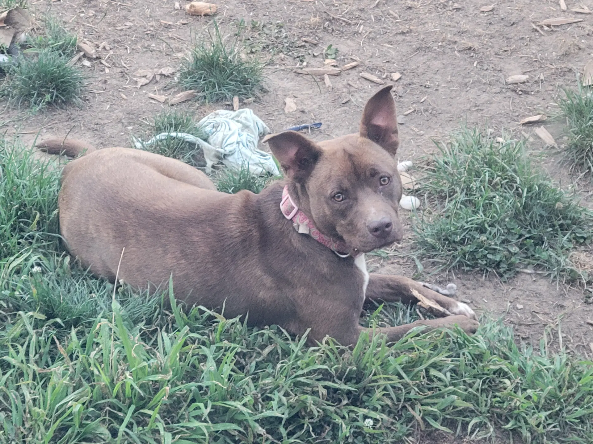 Mocha-Adoption Pending - American Staffordshire Terrier