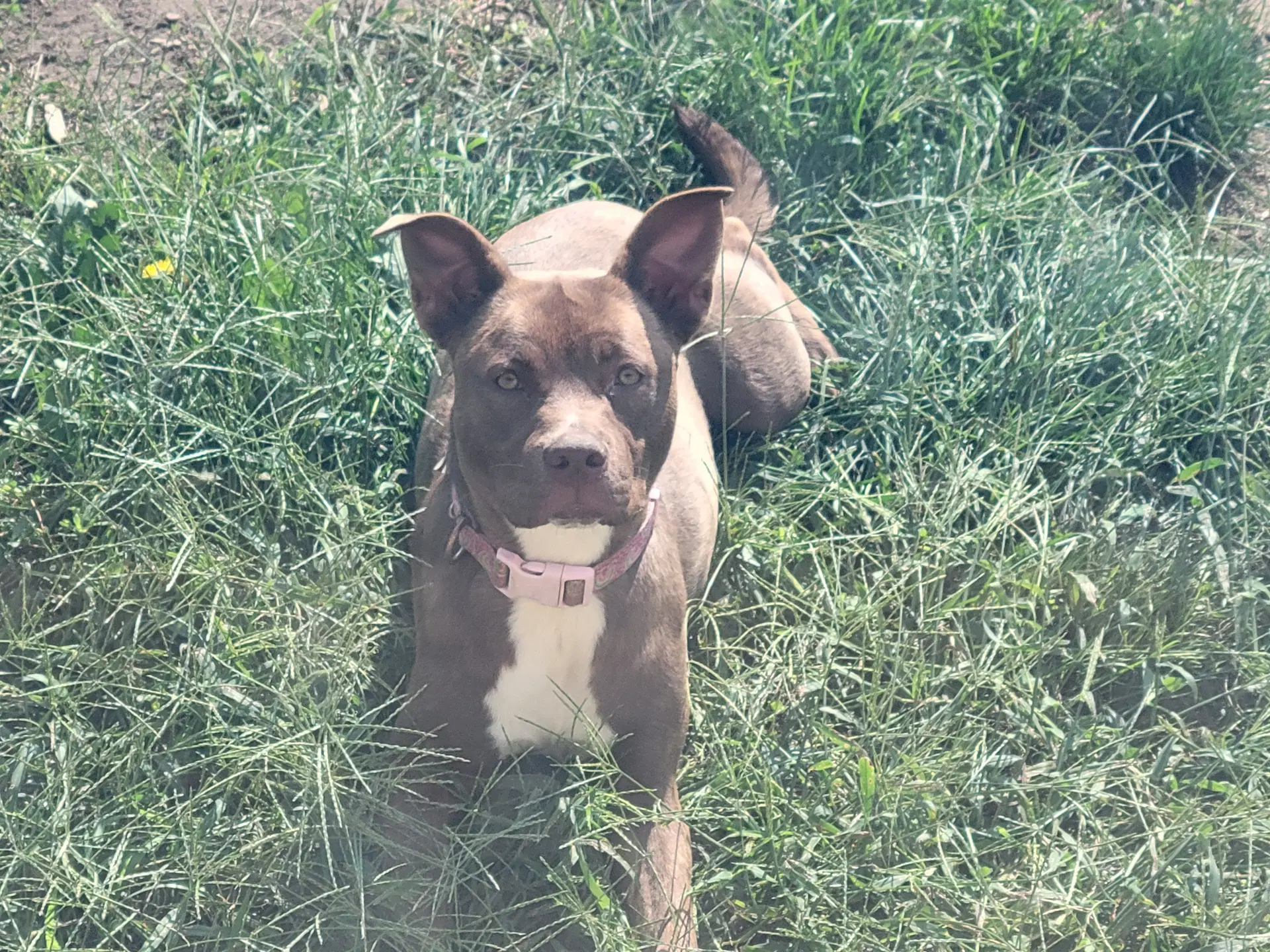 Mocha-Adoption Pending image 2