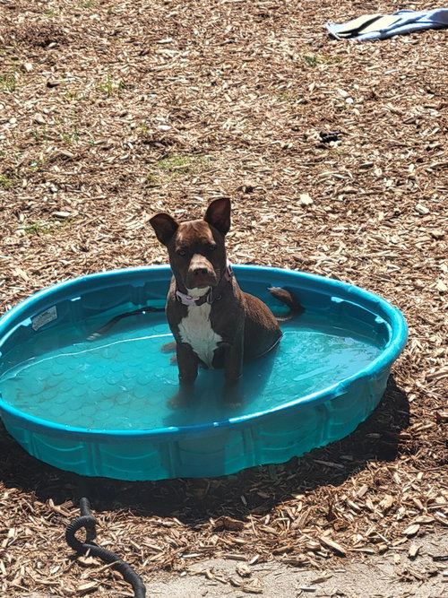 Photo 3 of Mocha-Adoption pending