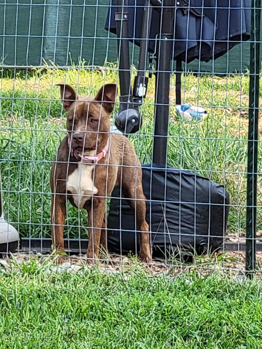 Mocha