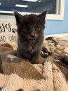 C293 Litter Raspberry