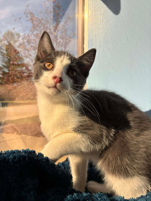 C293 LITTER STRAWBERRY ADOPTED - Domestic Short Hair / Tabby available for adoption