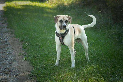CHANCE - Anatolian Shepherd / Catahoula Leopard Dog available for adoption