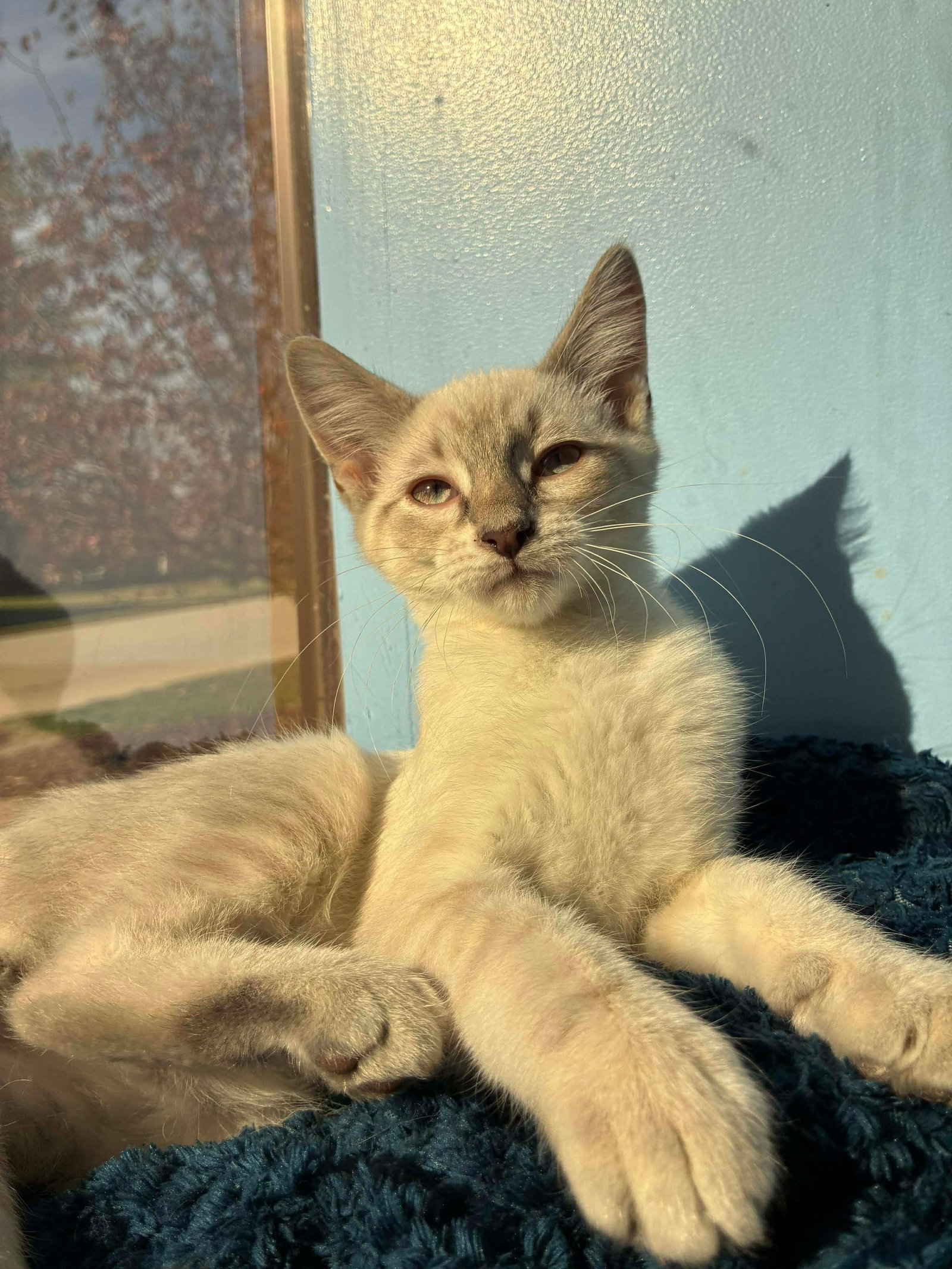 C298 Litter Pearl ADOPTED Image