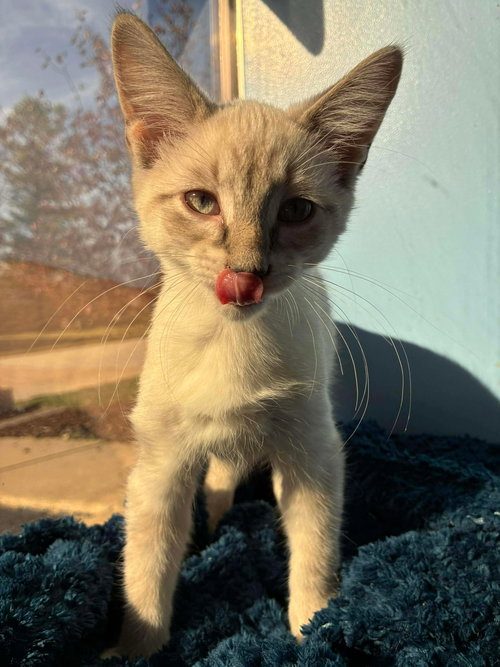 C298 LITTER PEARL ADOPTED - Domestic Short Hair / Siamese available for adoption