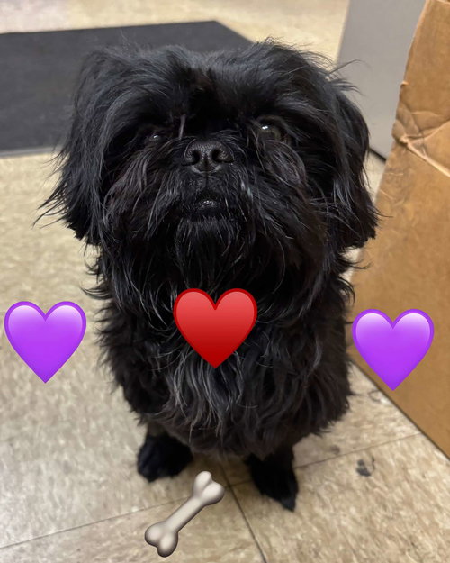 Ryker - ADOPTION PENDING