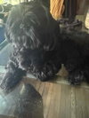 Ryker - ADOPTION PENDING