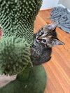 C300 Litter Gingerbread (Pending Adoption)