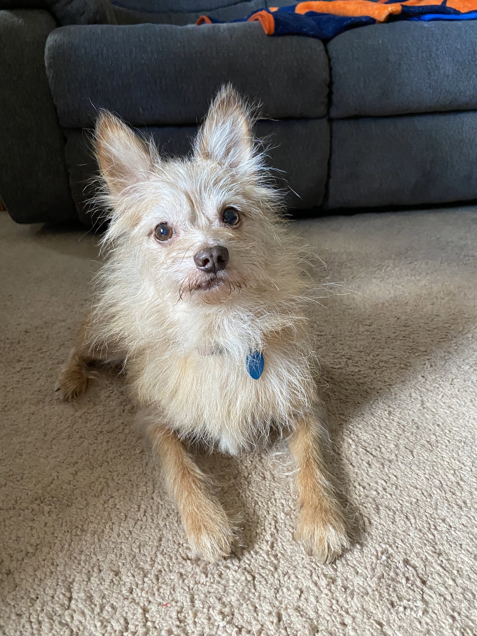 Squirt - ADOPTION PENDING Image