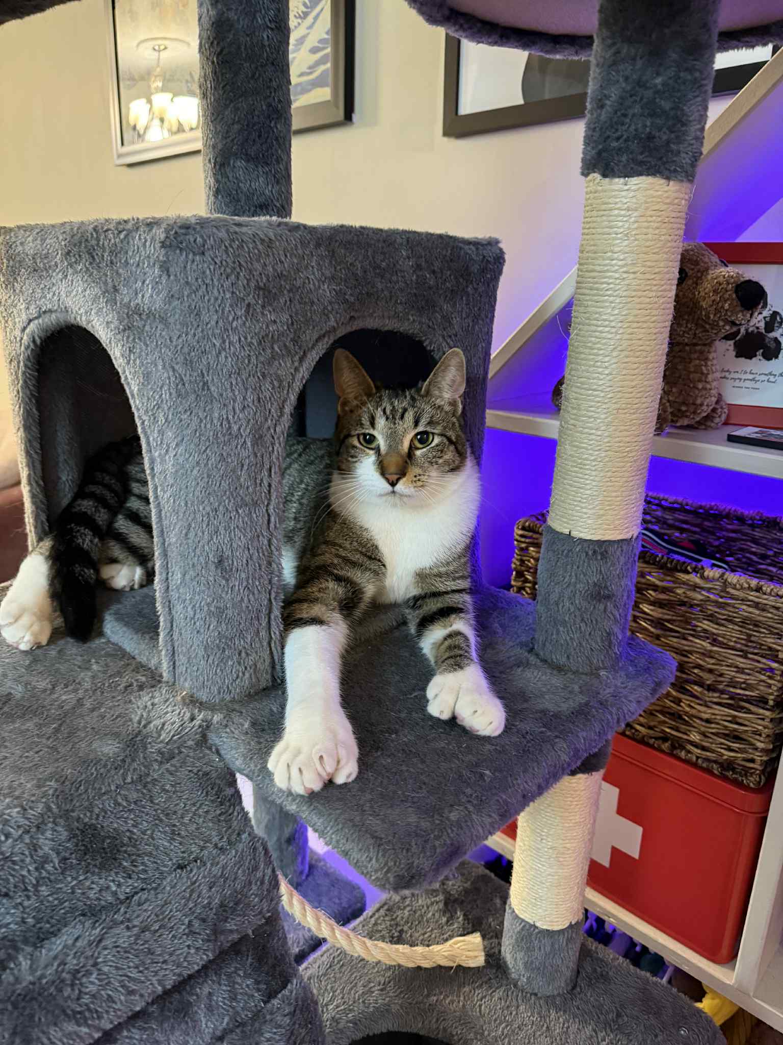Or Group Johnny Litter - Domestic Short Hair