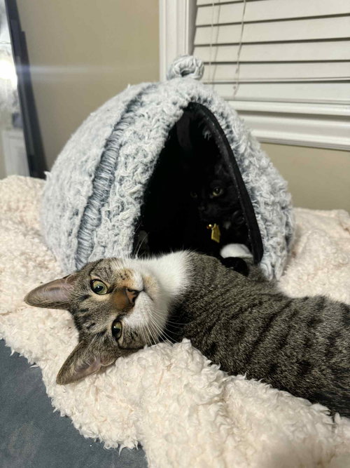 OR2 GROUP JOHNNY [LITTER 2] - Domestic Short Hair / Tabby available for adoption