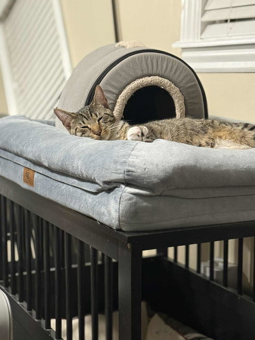 OR2 GROUP TONY [LITTER 2] - Domestic Short Hair available for adoption