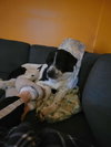 Scout