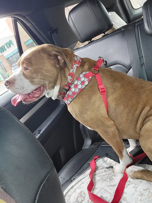 BOURBON - Pit Bull Terrier / Mastiff available for adoption