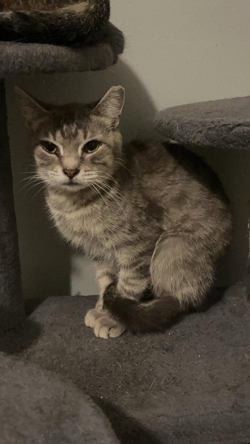 C297 LITTER ELLA - Domestic Short Hair / Tabby available for adoption