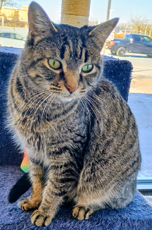 C297 LITTER ELLA ADOPTED - Domestic Short Hair / Tabby available for adoption
