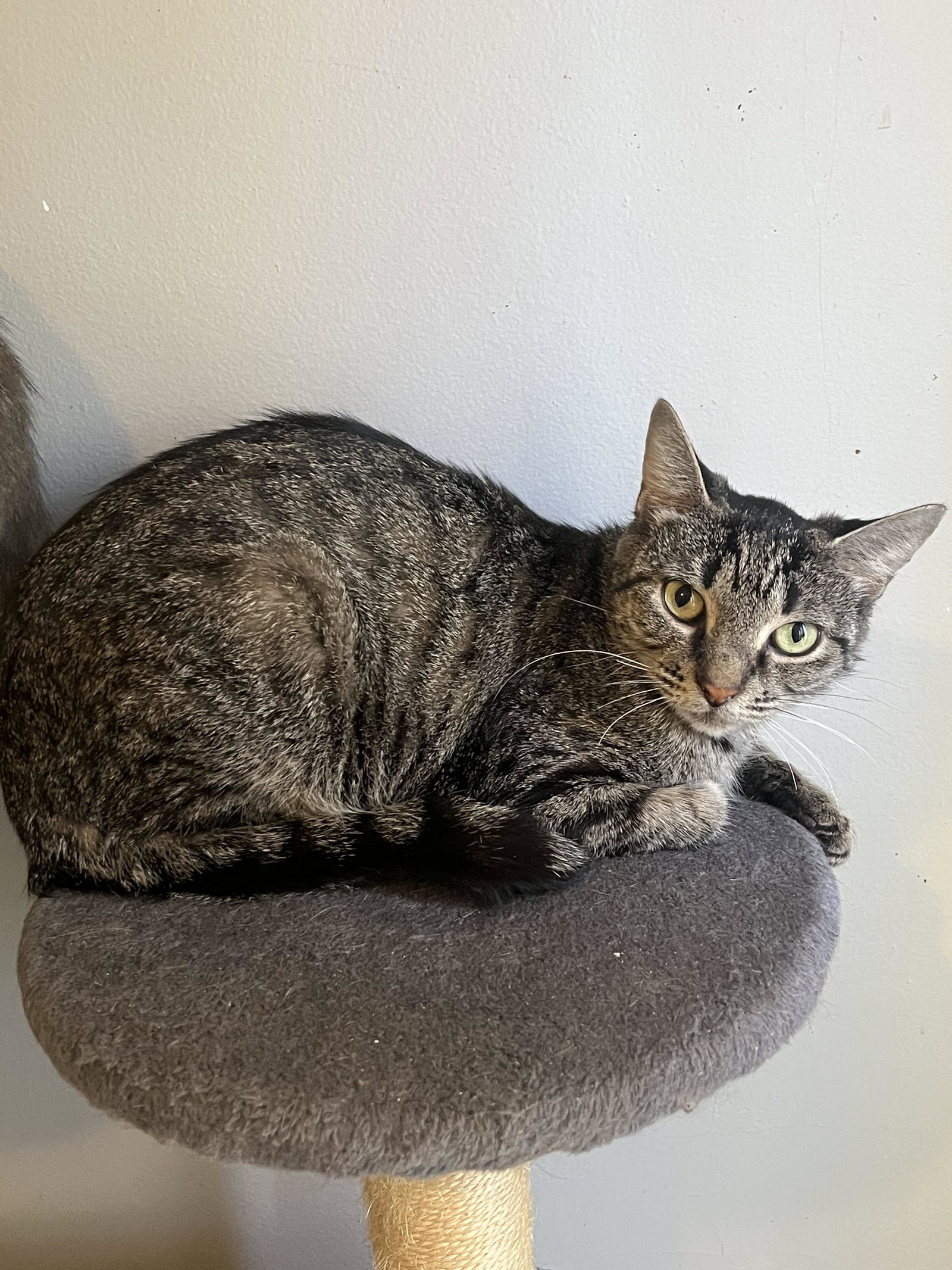 C297 Litter Bella Image
