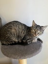 C297 Litter Stella
