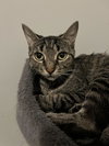 C297 Litter Bella