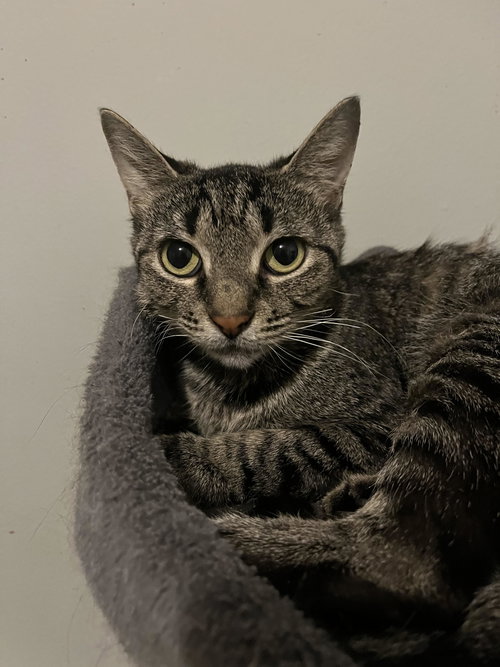 C297 LITTER BELLA - Domestic Short Hair / Tabby available for adoption