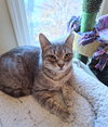 C297 Litter Bella