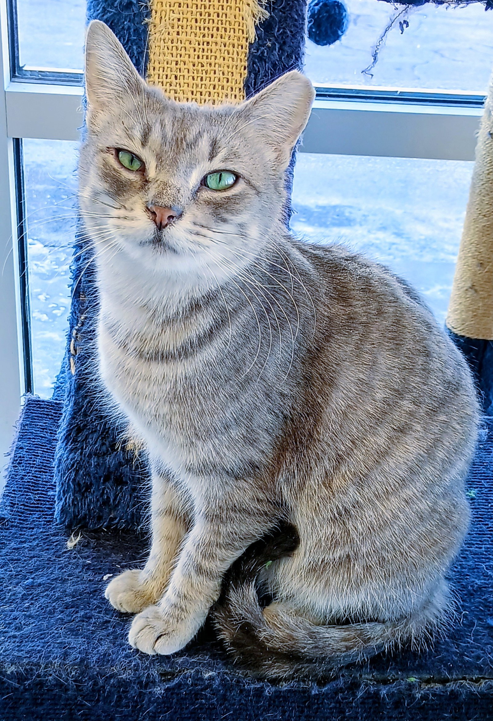 C297 Litter Bella (Pending Adoption) Image