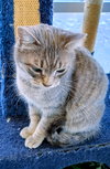 C297 Litter Bella