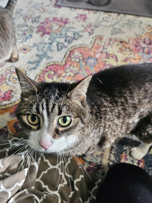 BAILEY - Domestic Medium Hair available for adoption