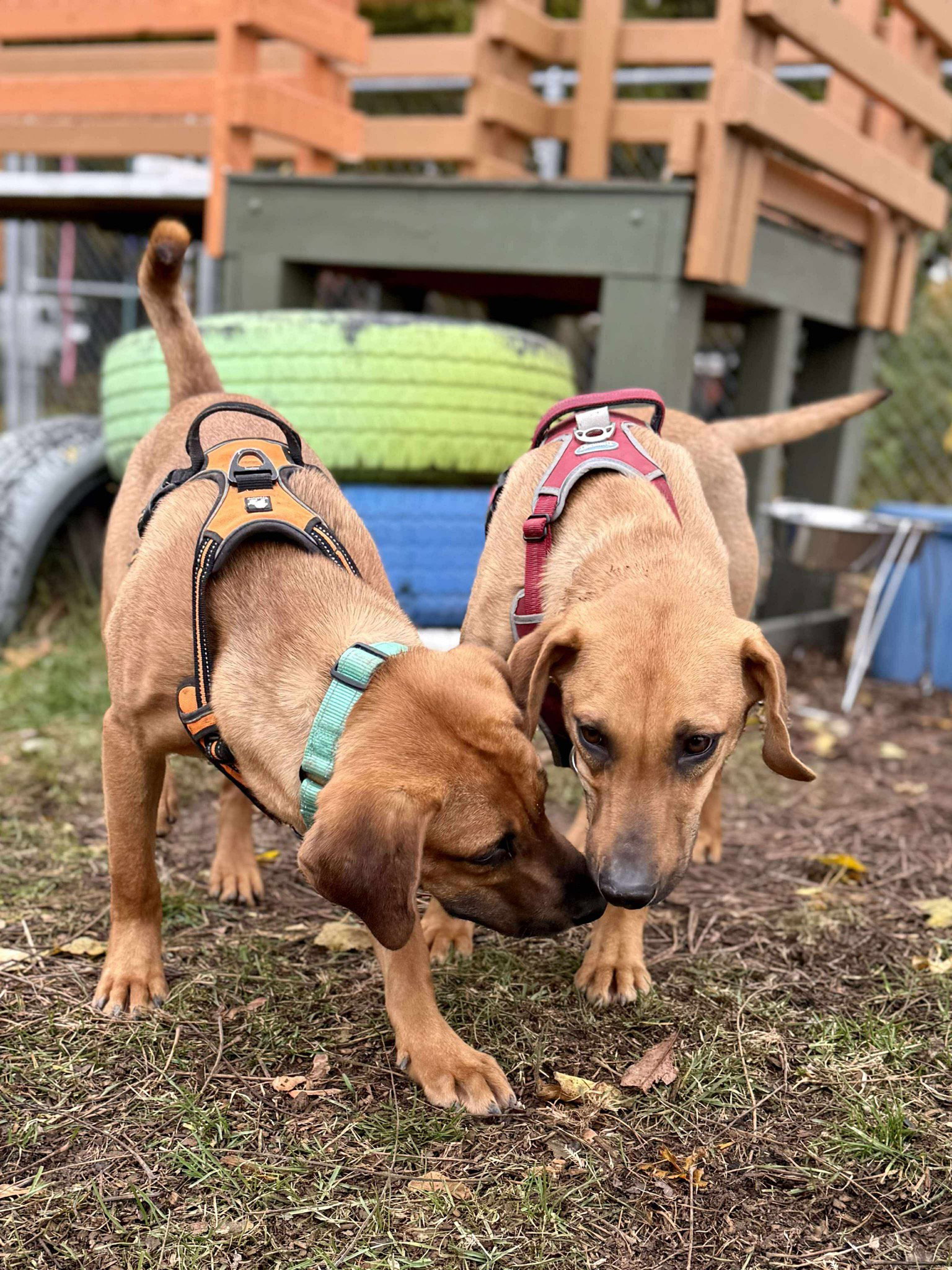D127 Litter Minnie - ADOPTION PENDING Image