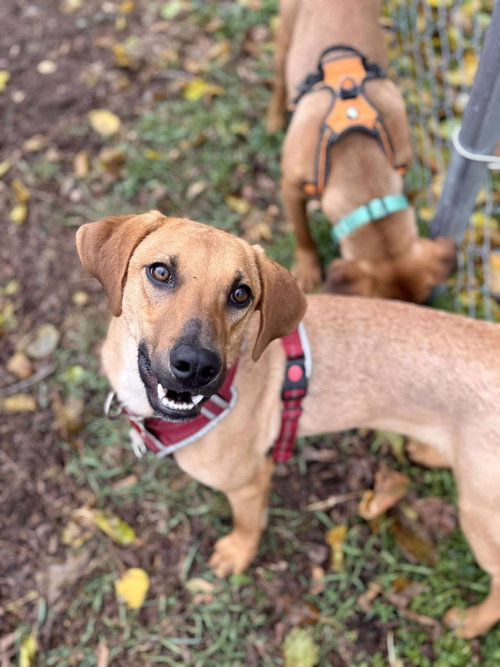 D127 LITTER MINNIE - ADOPTION PENDING - Labrador Retriever available for adoption