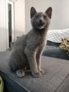 Romeo