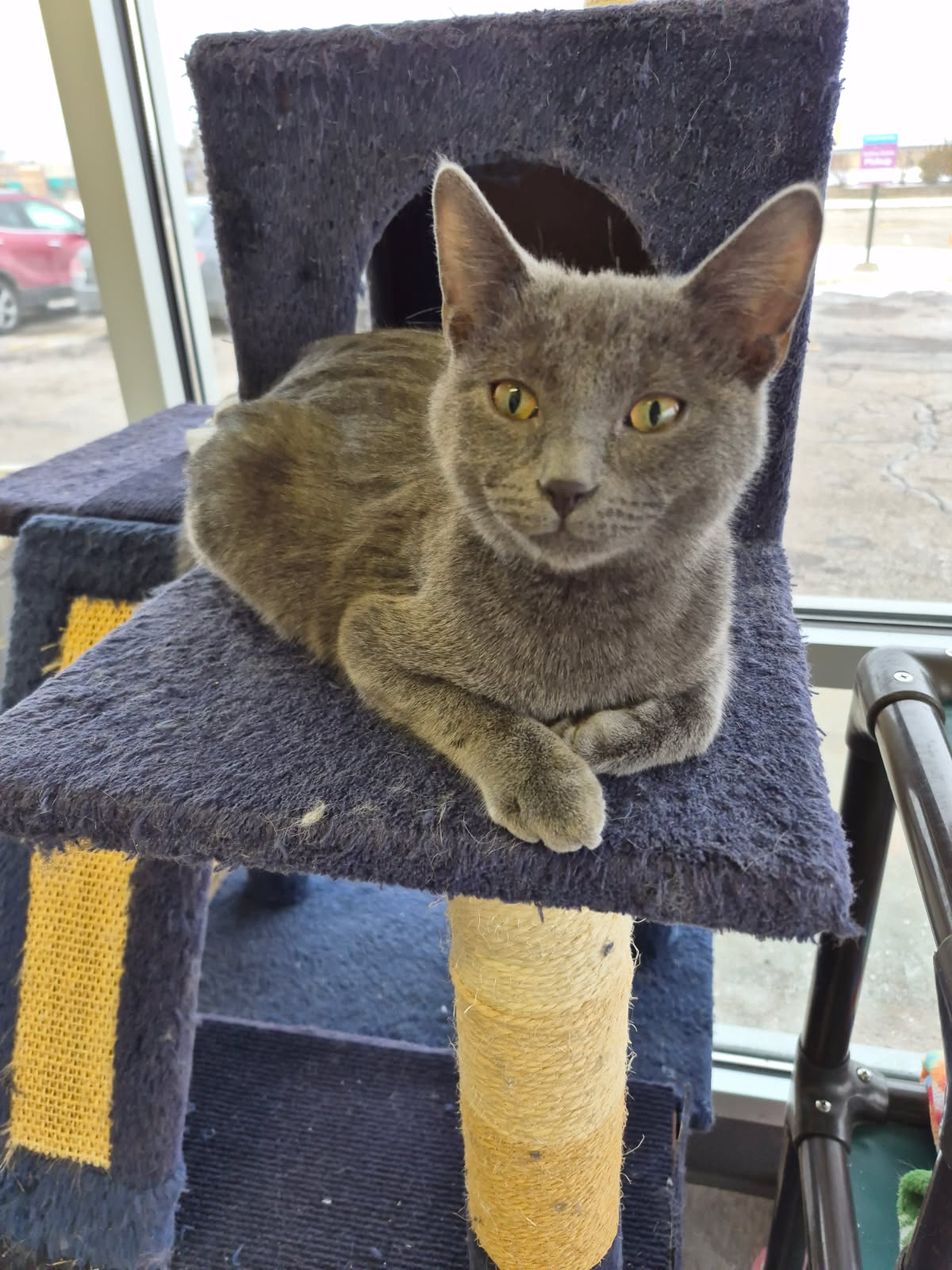 Romeo (Adopted) Image
