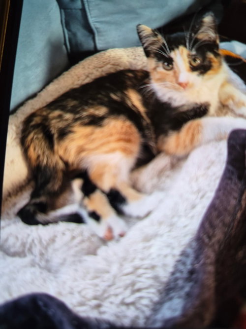 CRICKET ADOPTED - Calico available for adoption