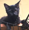C301 Litter Peppermint