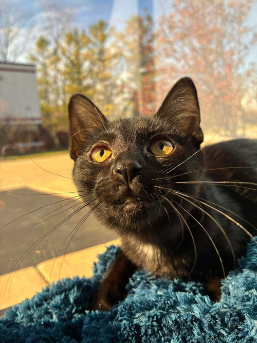 C301 LITTER PEPPERMINT - Domestic Short Hair available for adoption