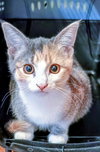 C302 Litter Princess Aurora