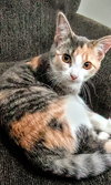 C302 Litter Princess Aurora