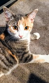 C302 Litter Princess Aurora