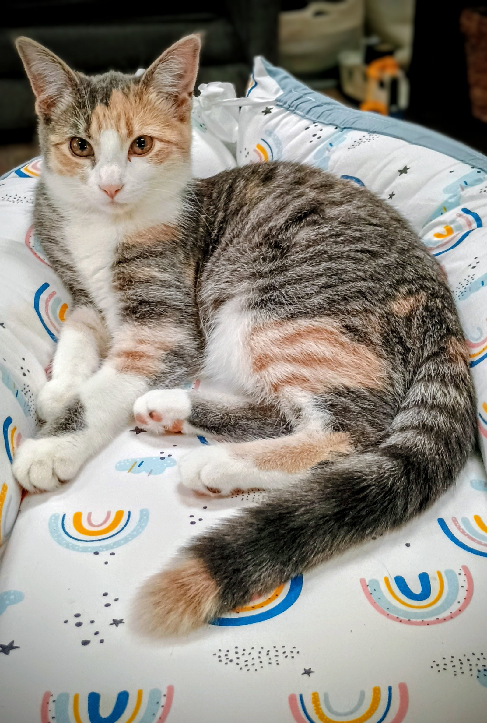 C302 Litter Princess Aurora (Pending Adoption) Image
