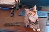 C302 Litter Princess Ariel