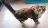 C302 Litter Princess Ariel