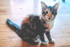 C302 Litter Princess Ariel