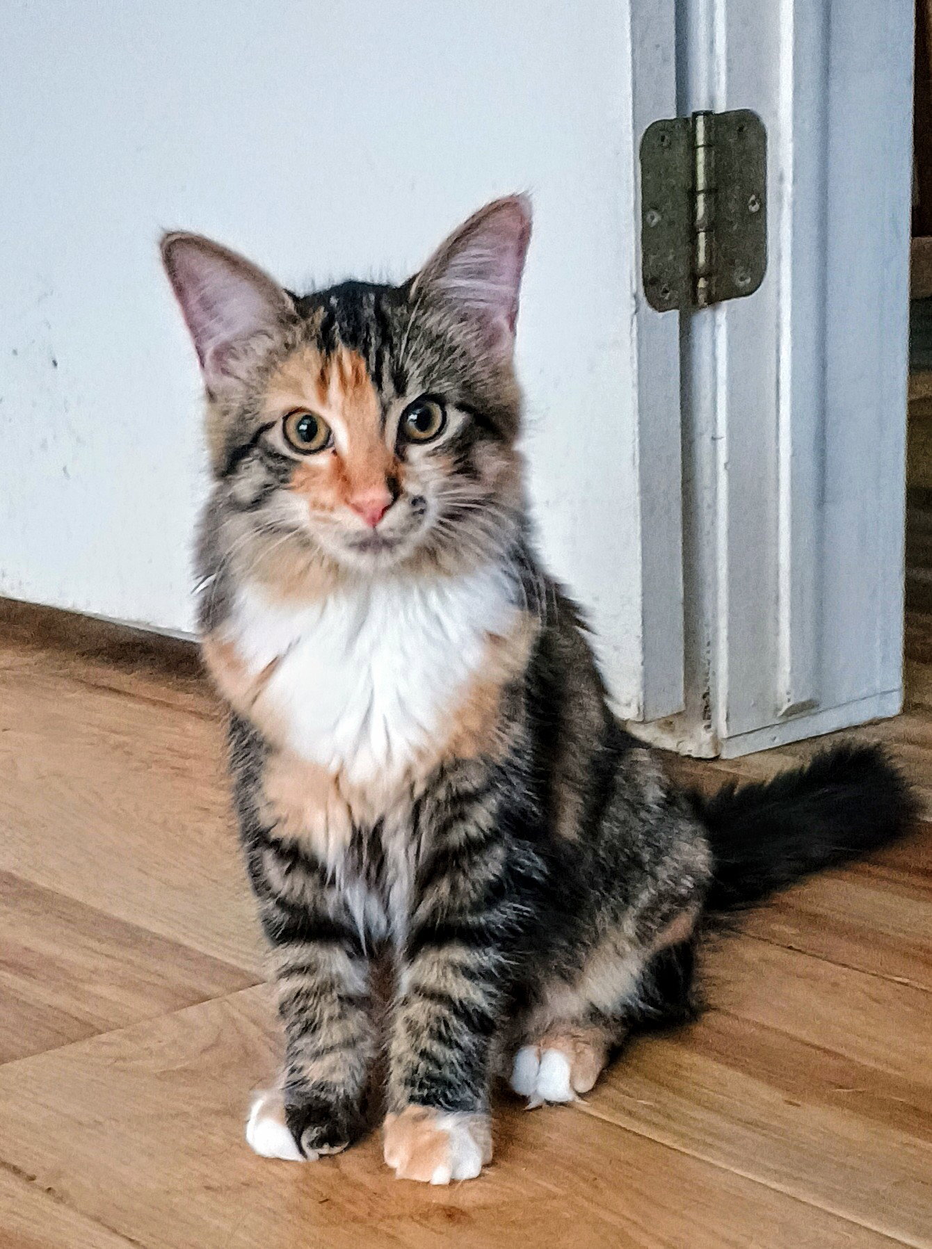 C302 Litter Princess Ariel (pending adoption) Image
