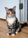 C302 Litter Princess Ariel (pending adoption)