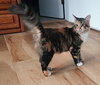 C302 Litter Princess Ariel